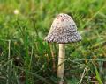 IMG_0429 mushroom